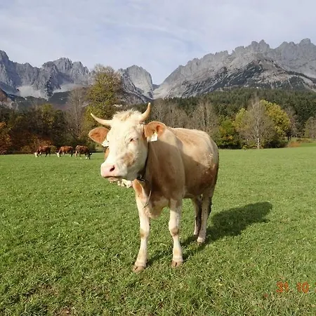 Murmele * Going am Wilden Kaiser