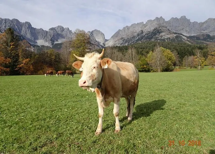 Murmele * Going am Wilden Kaiser